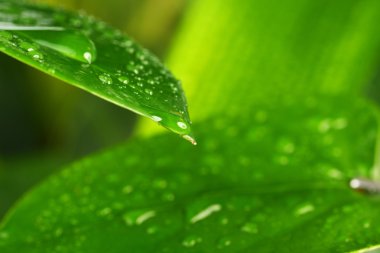 yaprakları ile su damlaları