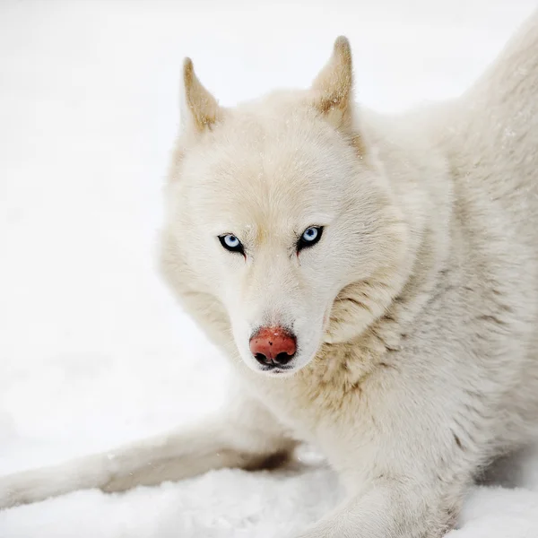 Huskey blanco de cerca —  Fotos de Stock