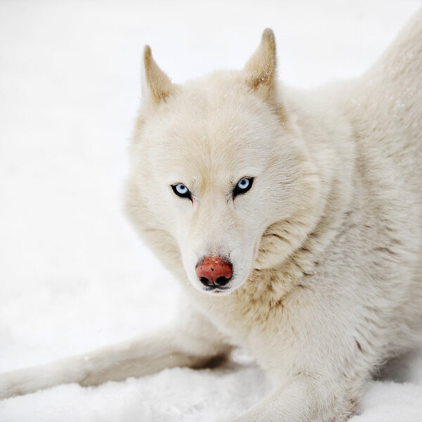 White huskey close up winter photo