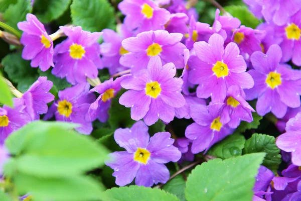 Primrose flowers in garden — Stock Photo, Image