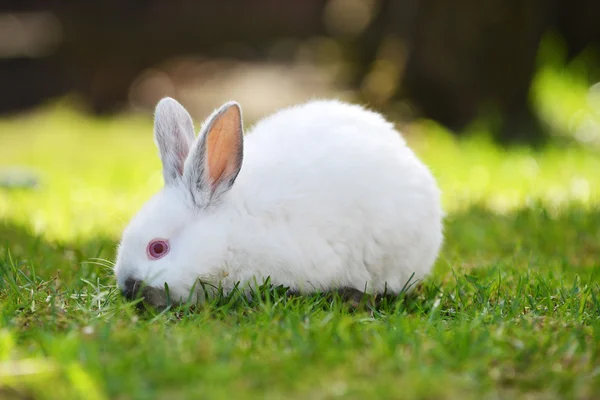 Белый кролик в траве — стоковое фото