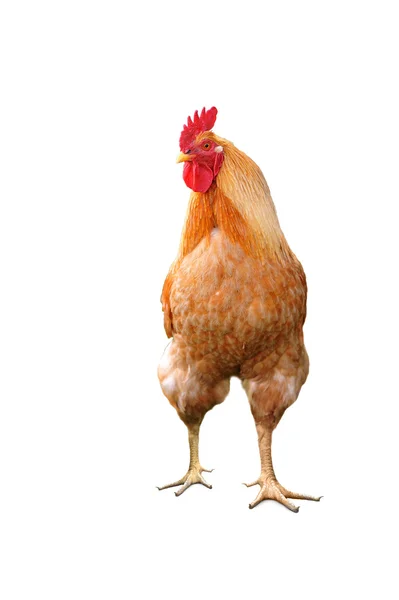 Doméstico brillante polla — Foto de Stock