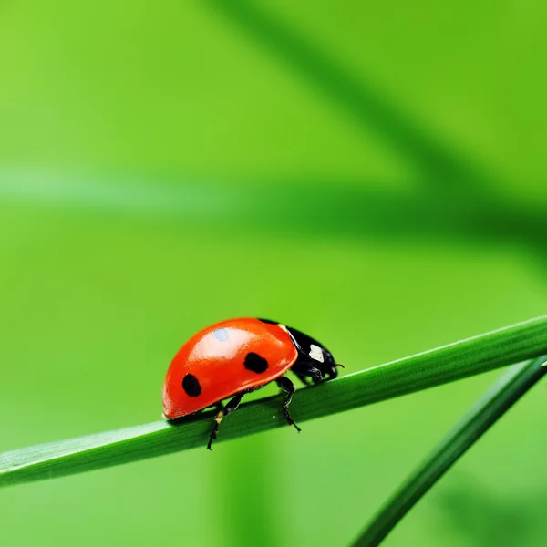 Coccinelle rouge grimpant le long de l'herbe Images De Stock Libres De Droits