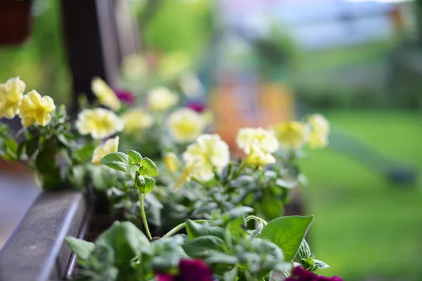 Vibrantes petunias en valla de madera — Foto de Stock