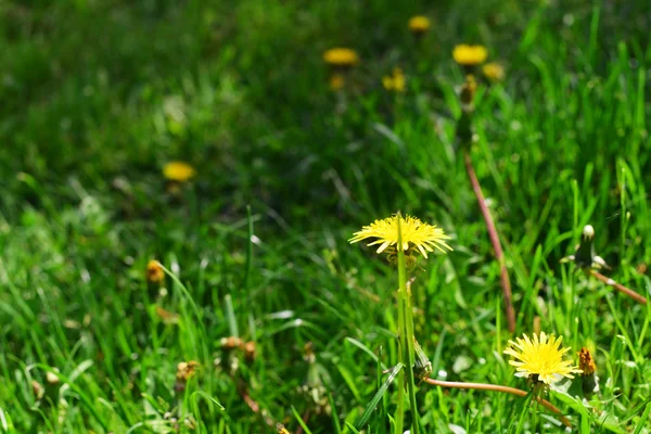 Gele paardebloemen bloeien — Stockfoto