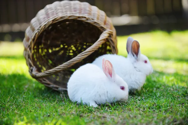 Bílí králíci v košíku — Stock fotografie