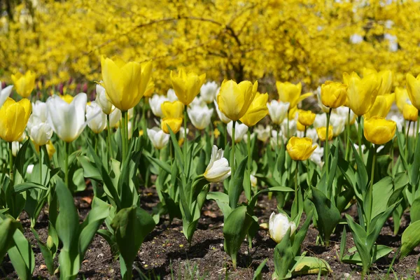 Great amount of yellow tulips. — Stock Photo, Image