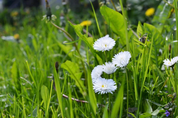Små vita prästkrage blommor — Stockfoto