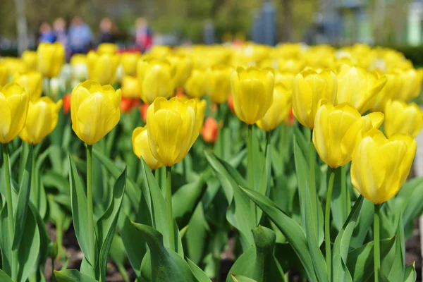 Great amount of yellow tulips. — Stock Photo, Image