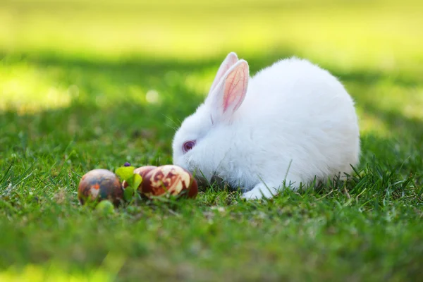 Tavşan ve Paskalya yortusu yumurta — Stok fotoğraf