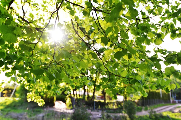 Leaves of old linden tree — Stock Photo, Image