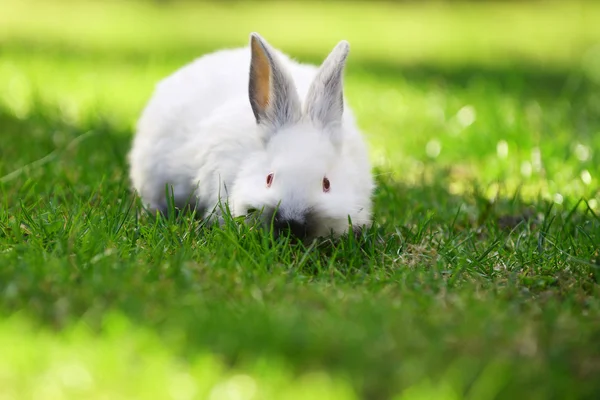 Bílý králík v trávě — Stock fotografie