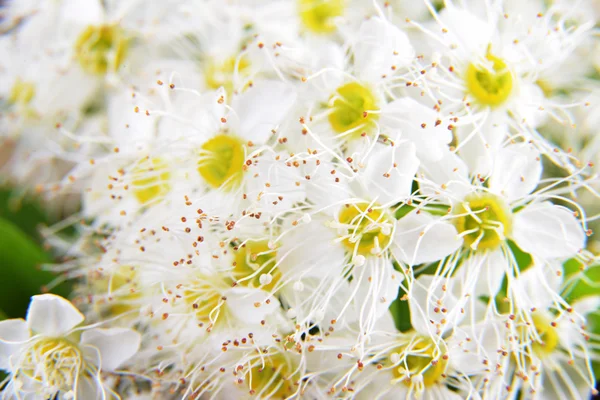 Белые цветы спиреи — стоковое фото