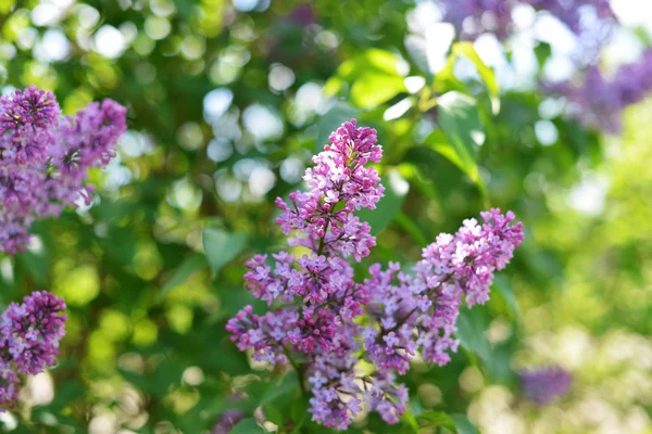 Purple lilac bush — Stock Photo, Image