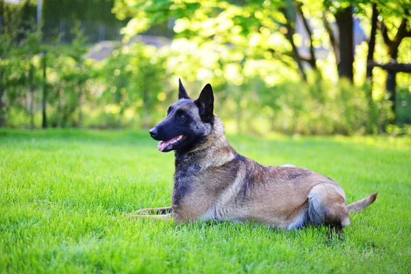 Belgian shepherd Dog — Stock Photo, Image