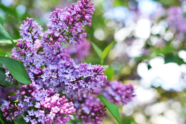 Purple lilac bush Stock Image