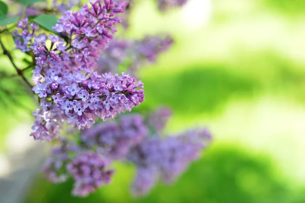 Purple lilac bush — Stock Photo, Image