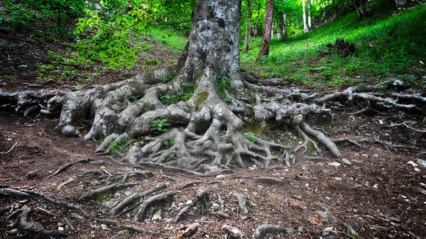 Raízes de árvores na floresta — Fotografia de Stock