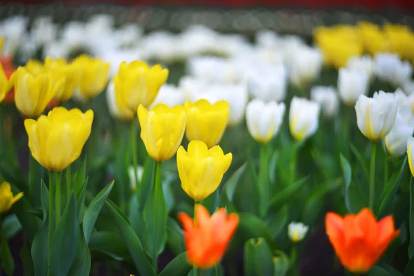Yellow tulips flowers — Stock Photo, Image