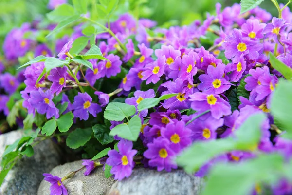 Pink primrose flowers — Stock Photo, Image