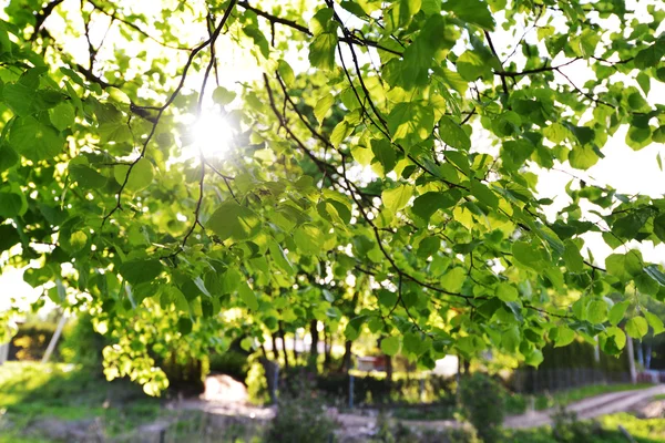 Folhas verdes de árvore — Fotografia de Stock