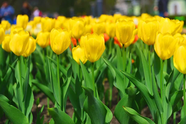 Yellow tulips flowers — Stock Photo, Image