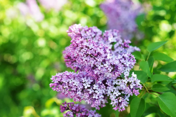 Purple lilac bush — Stock Photo, Image