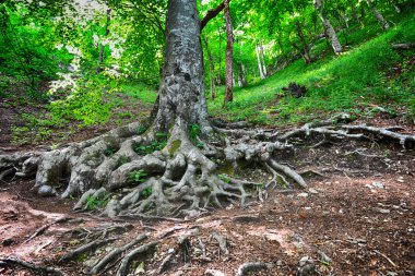 Ormanda ağaç kökleri