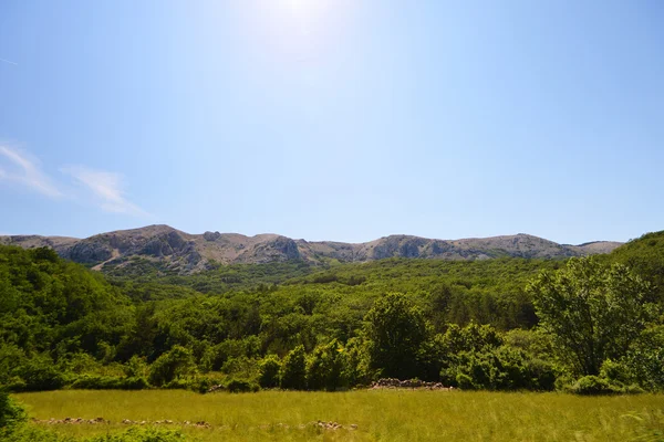 Árvores verdes nas montanhas — Fotografia de Stock