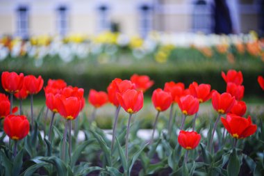 kırmızı lale Park