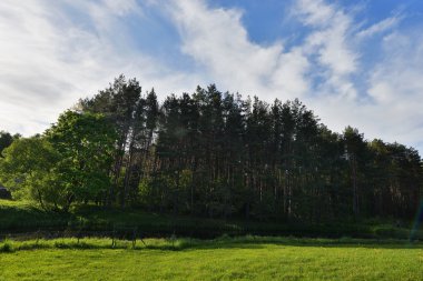 yeşil çayır ve ağaçlar