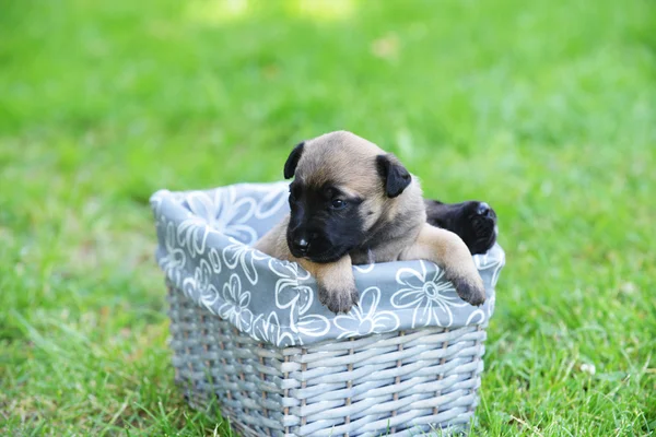 Puppy of belgian shepherd in box — Stock fotografie