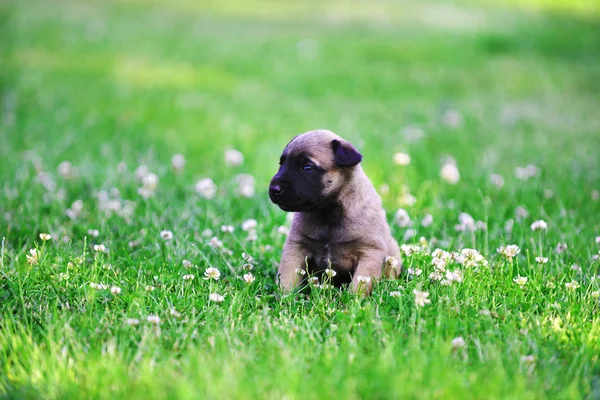 Puppy van Belgische herder — Stockfoto