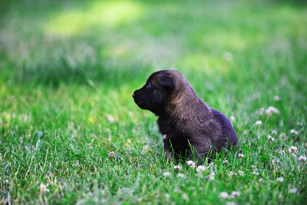 Welpe des belgischen Schäferhundes — Stockfoto