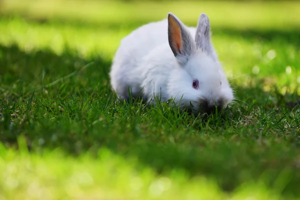 Conejo blanco en la hierba — Foto de Stock