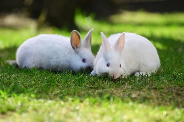 Witte konijnen in gras — Stockfoto