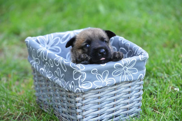 Puppy of belgian shepherd in box — Stock fotografie