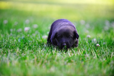 Belçika çoban köpek