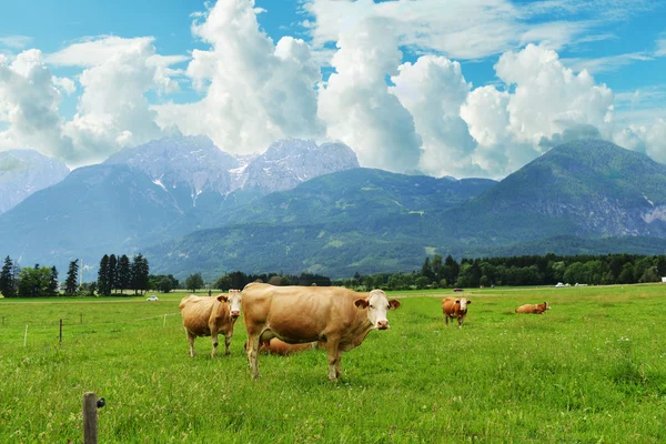 Rebanho de vacas a pastar — Fotografia de Stock