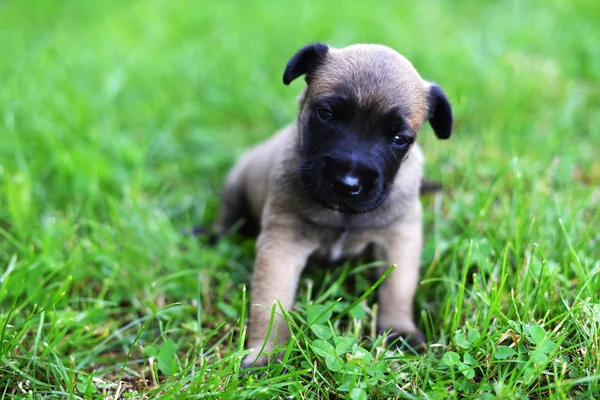 Puppy of belgian shepherd — Stock Photo, Image