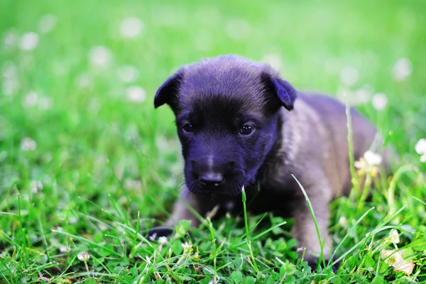 Welpe des belgischen Schäferhundes — Stockfoto