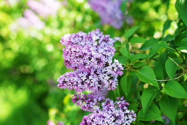 மலரும் மஞ்சள் மஞ்சள் — ஸ்டாக் புகைப்படம்