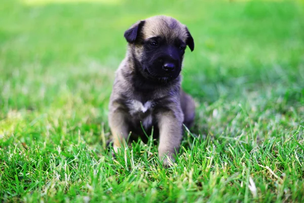 Puppy of belgian shepherd — Stock Photo, Image