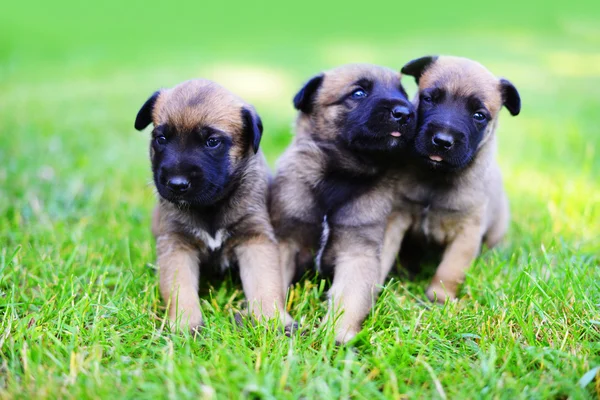 Cachorros de pastor belga —  Fotos de Stock