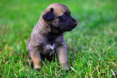 Belçika çoban köpek