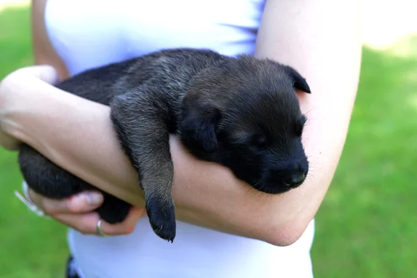 Young woman with puppy — Stock Photo, Image