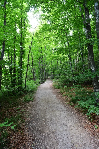 Pittoresco sentiero nel bosco — Foto Stock