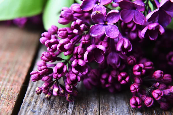 Ramo de flores lilás — Fotografia de Stock