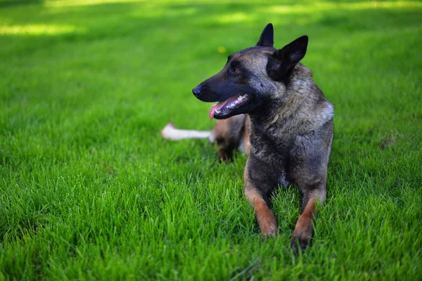 Belgian shepherd Dog — Stock Photo, Image