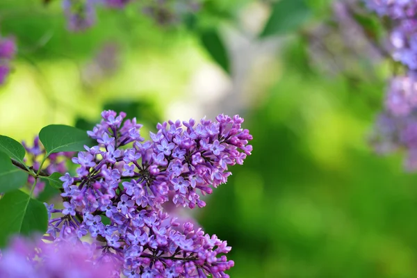 Purple lilac bush — Stock Photo, Image